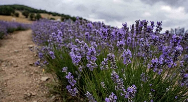 Lavanta: Sağlık ve güzelliğin doğal ilacı